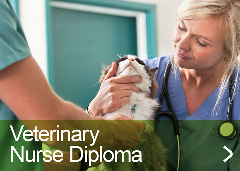 veterinary nurse diploma